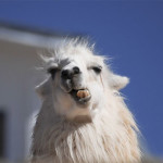 alpaca10