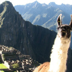 alpaca11
