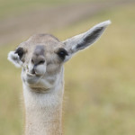 alpaca12