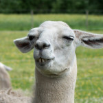 alpaca13