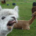 alpaca14