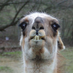 alpaca15