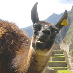 alpaca1