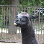 alpaca2