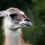 alpaca4