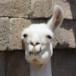 alpaca7