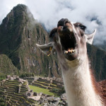 alpaca8