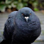 angry-pigeon