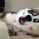 animals-taking-selfies14
