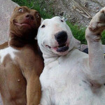 animals-taking-selfies16