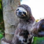 animals-taking-selfies19