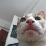 animals-taking-selfies2